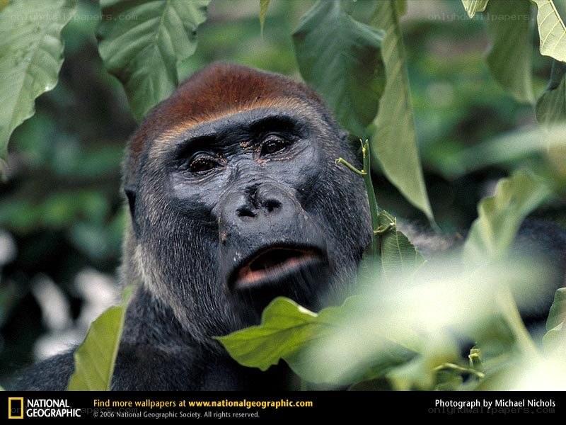 Gorilla in the forest