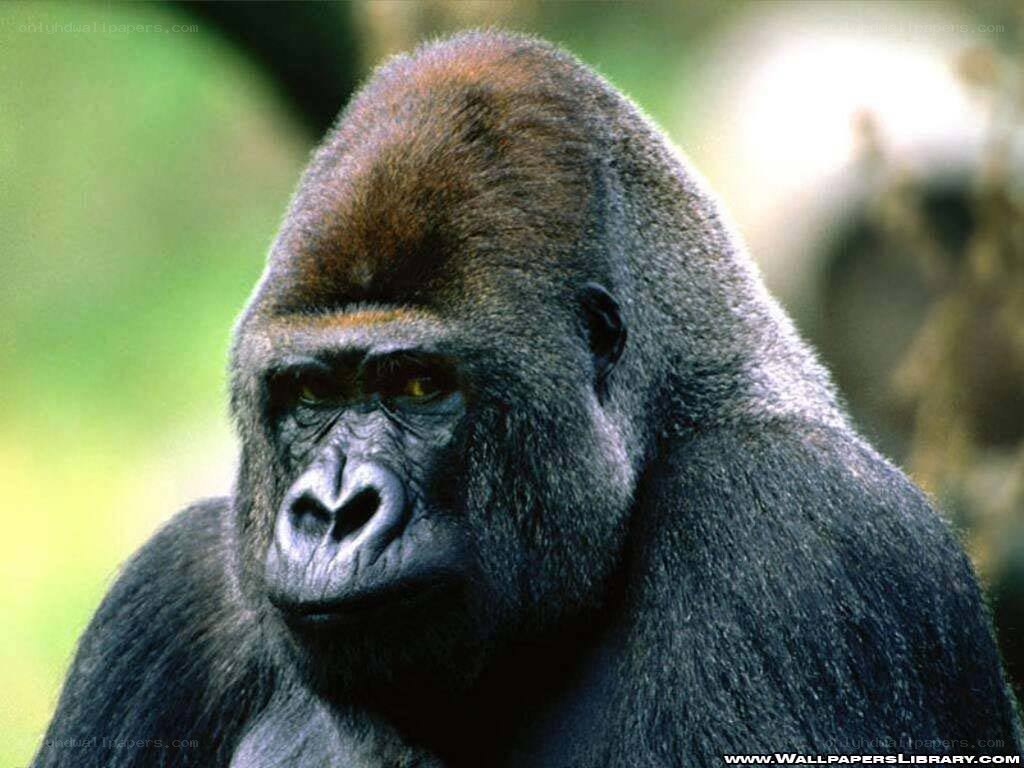 gorilla in the forest