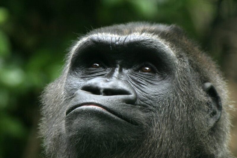 gorilla in the forest