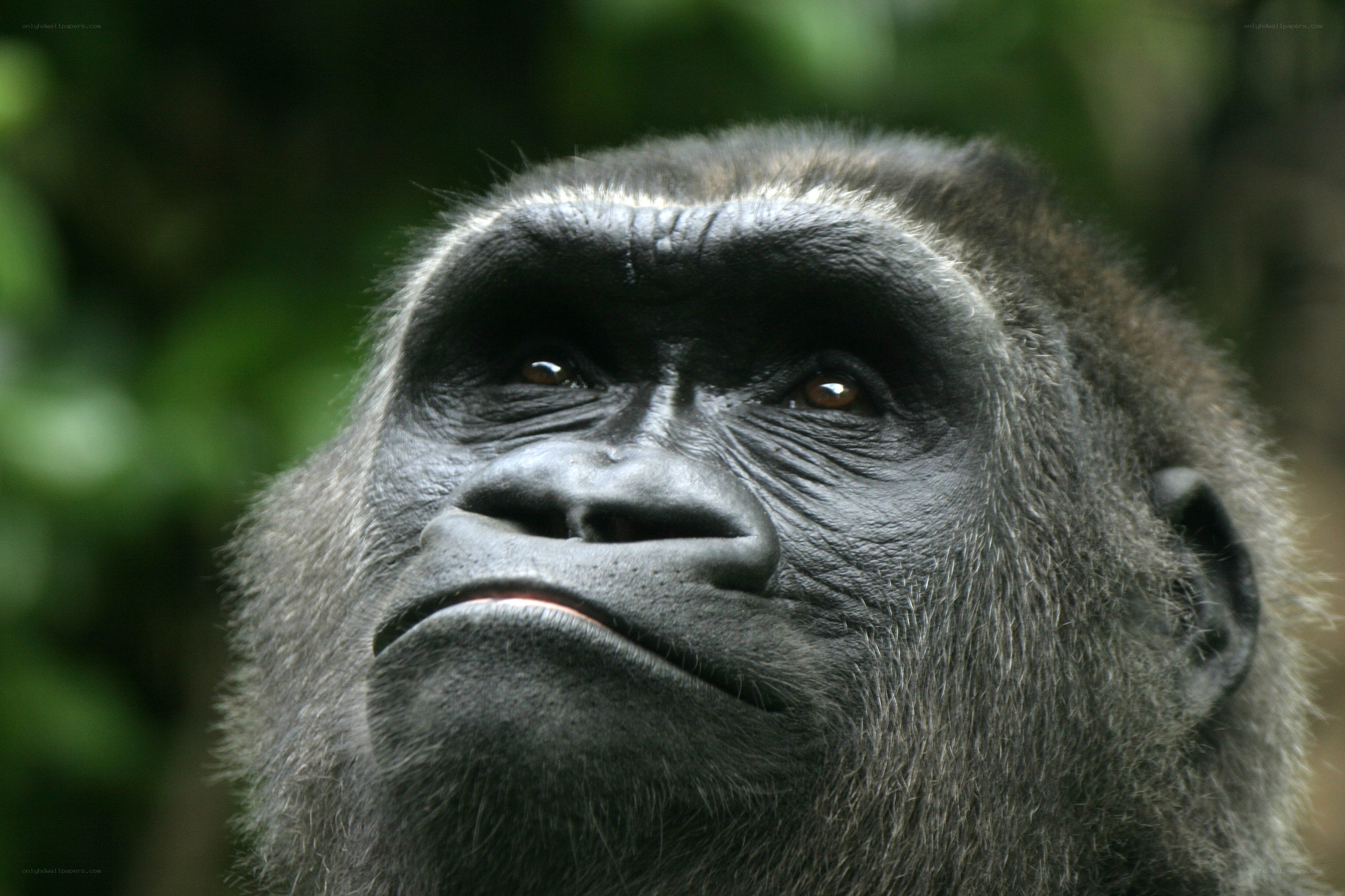 gorilla in the forest