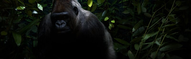gorilla in the forest