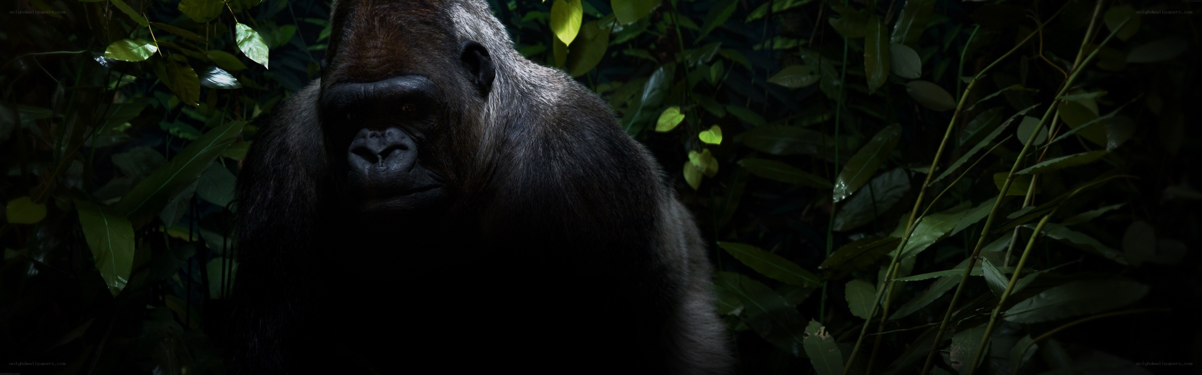 gorilla in the forest