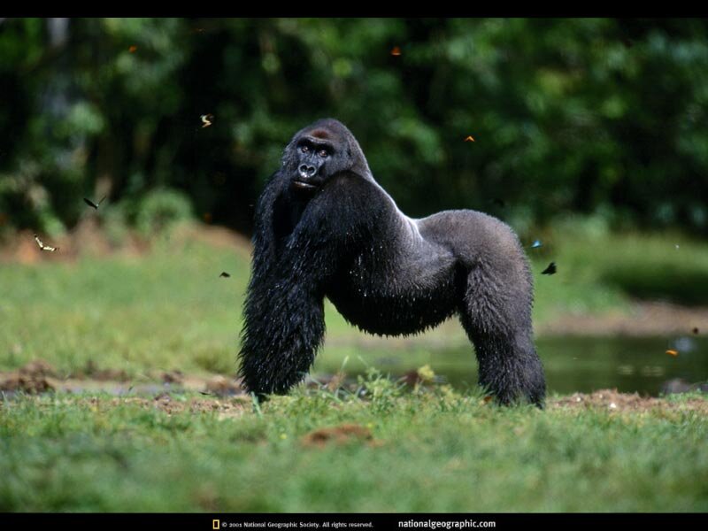 Gorilla in the forest