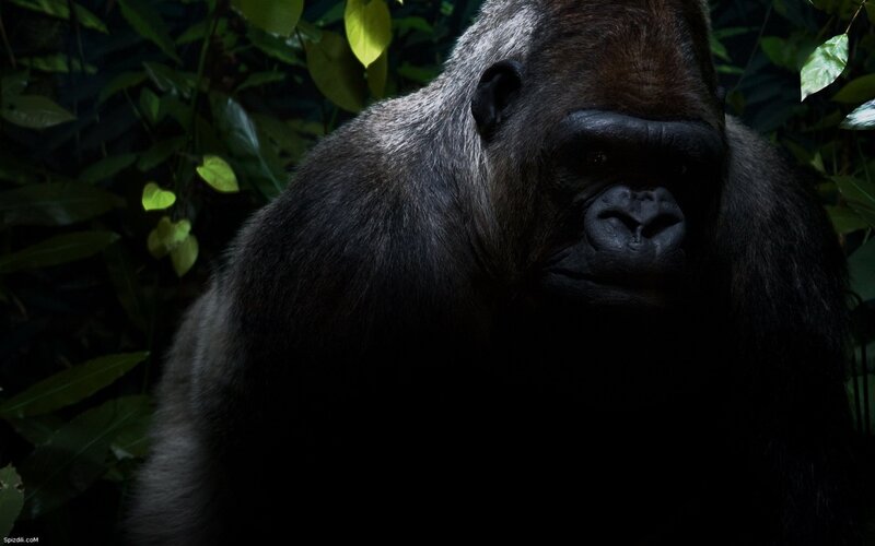 gorilla in the forest