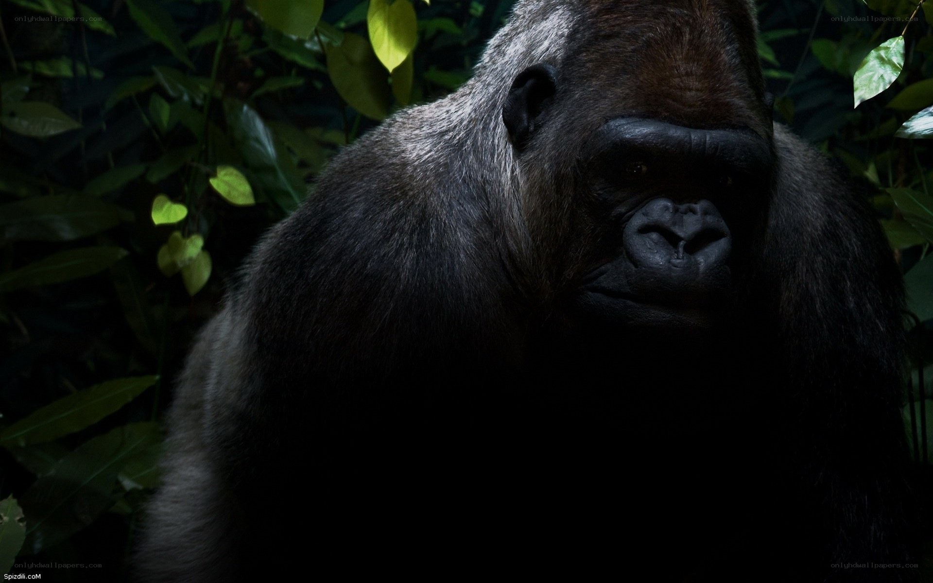gorilla in the forest