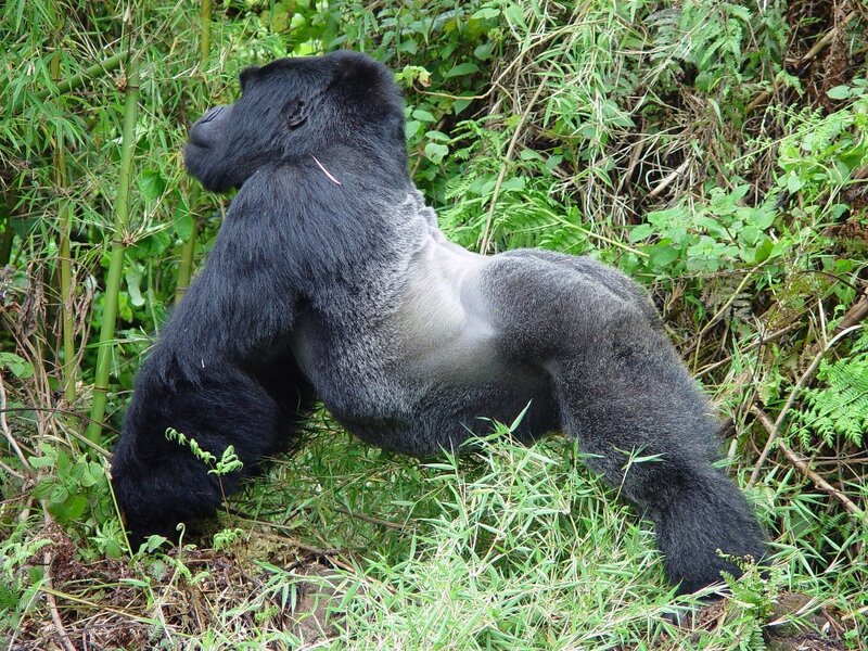Gorilla in the forest