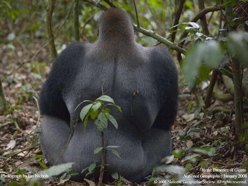 Gorilla in the forest