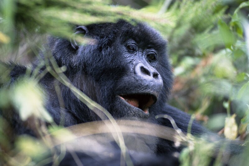 Gorilla in the forest