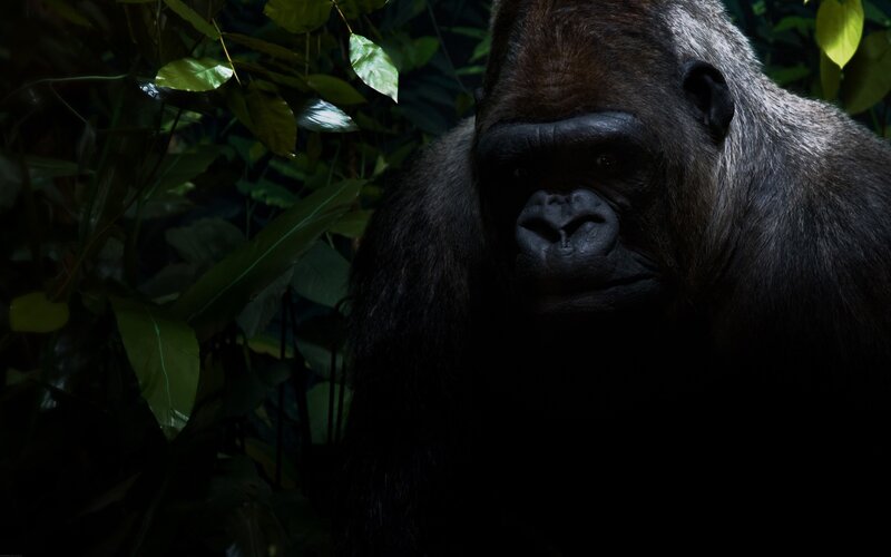 gorilla in the jungle