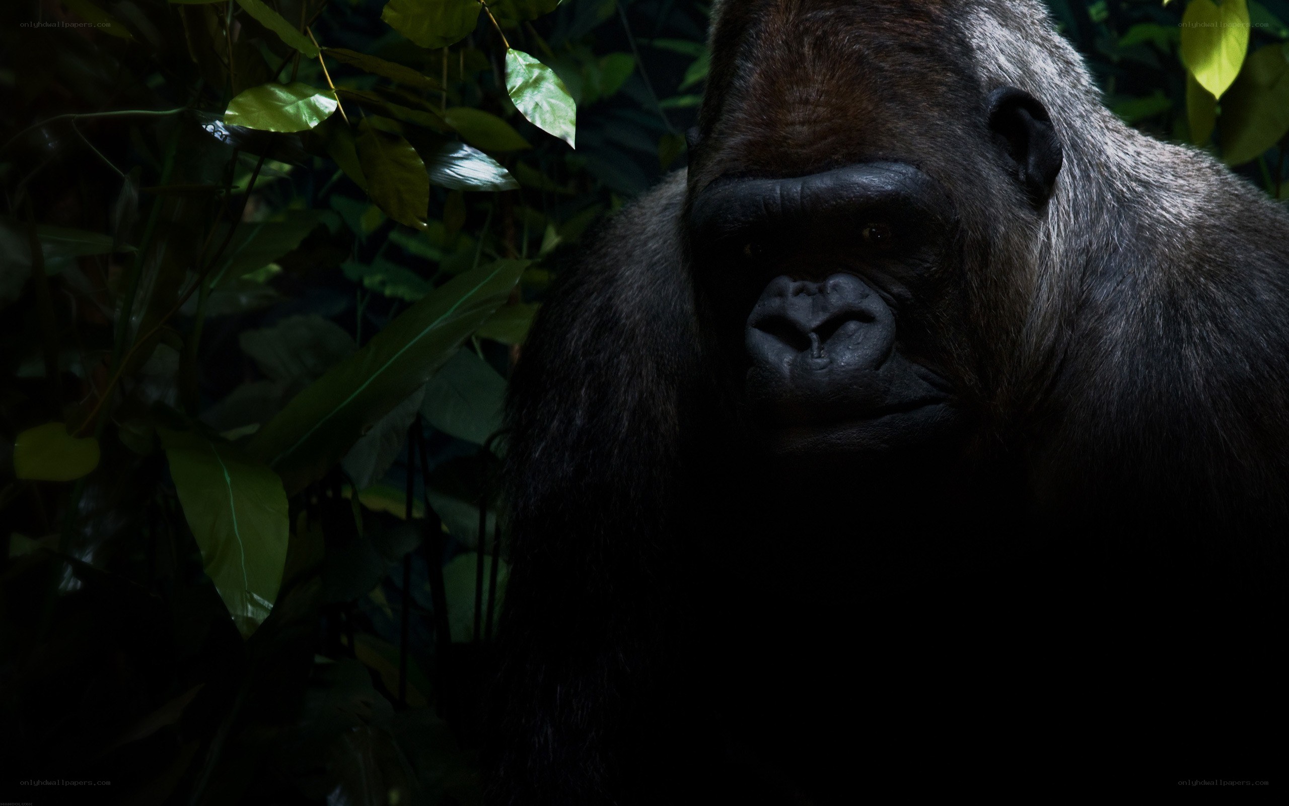 gorilla in the jungle