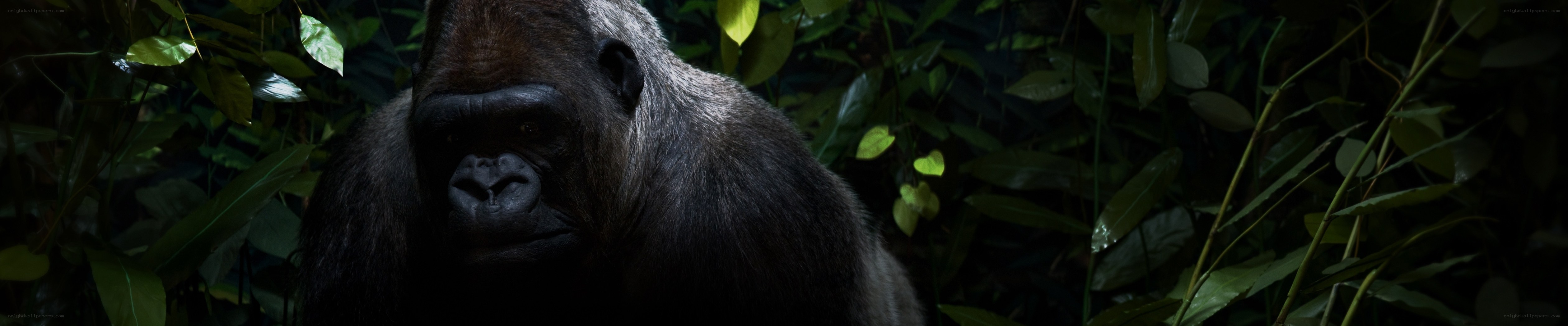 gorilla in the jungle