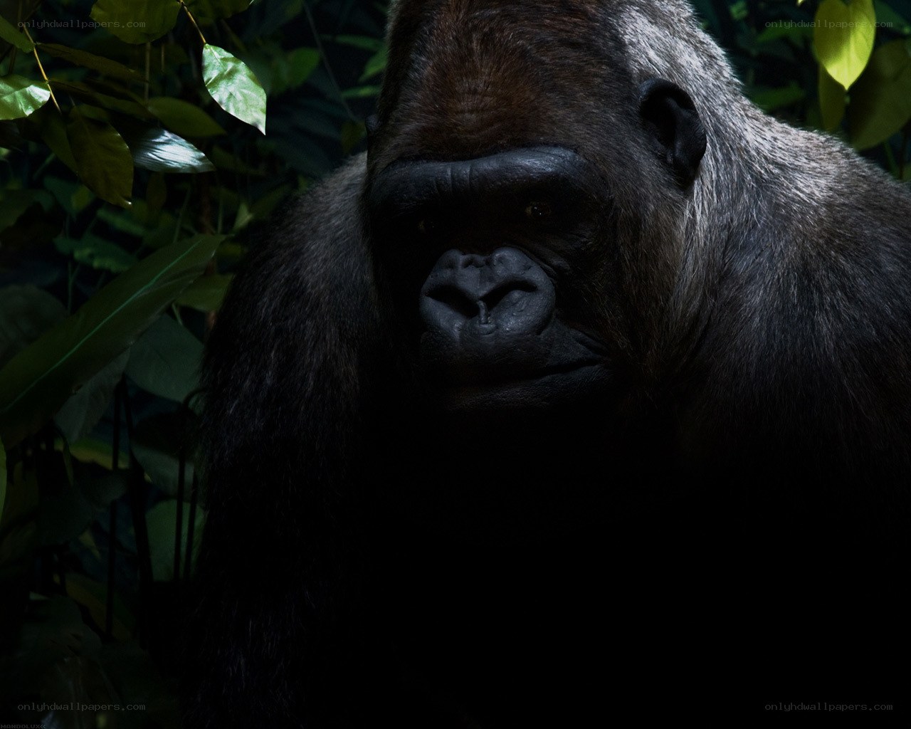 gorilla in the jungle