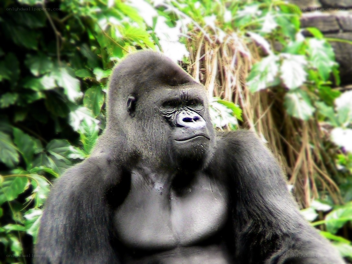 gorilla in the jungle