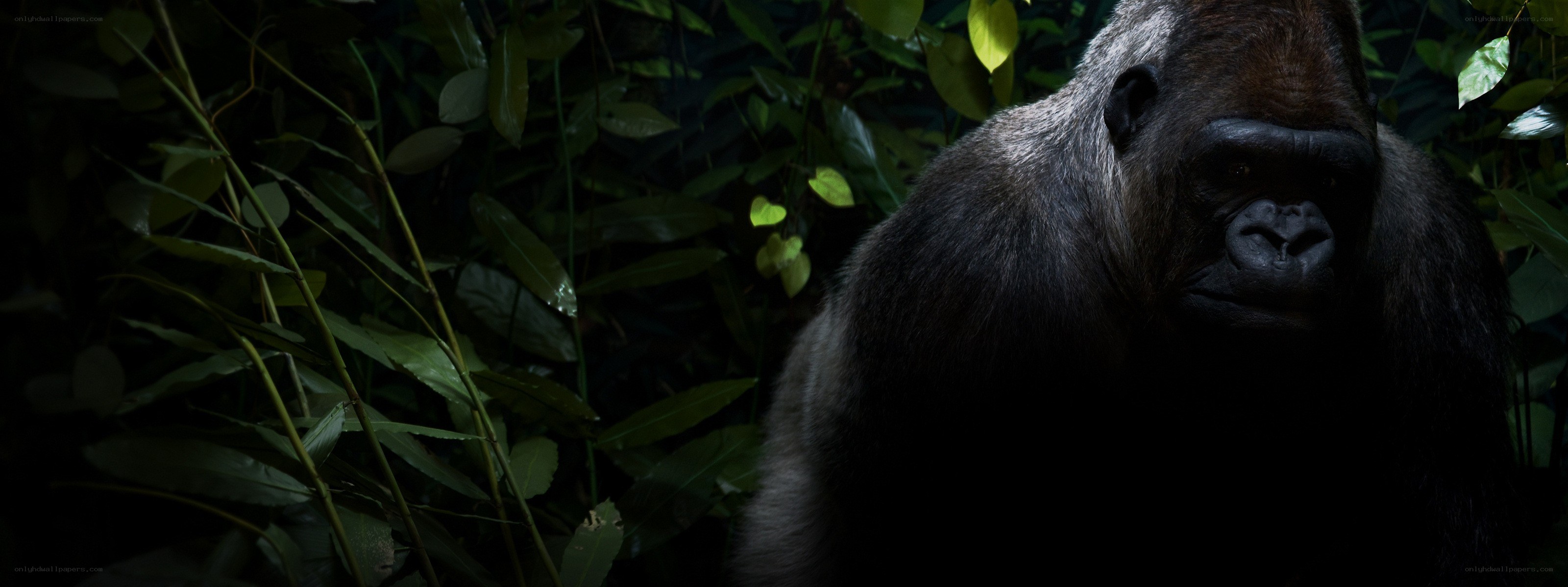 Gorilla in the jungle