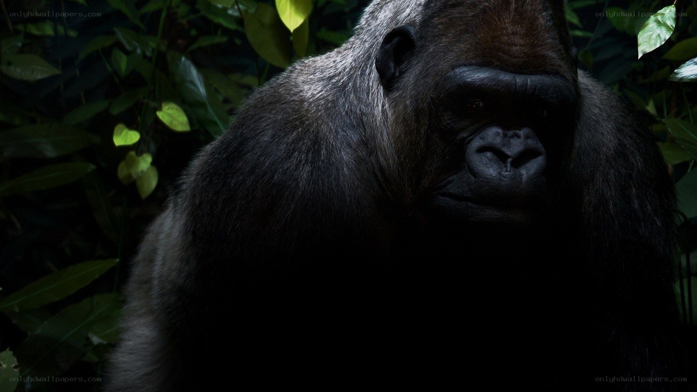gorilla in the jungle