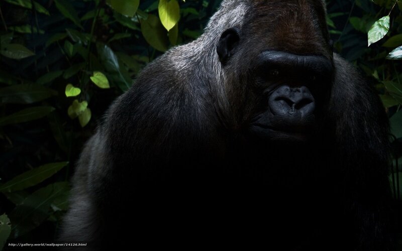 gorilla in the jungle