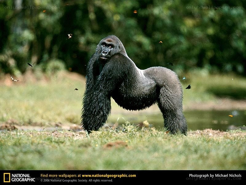 Gorilla in the wild