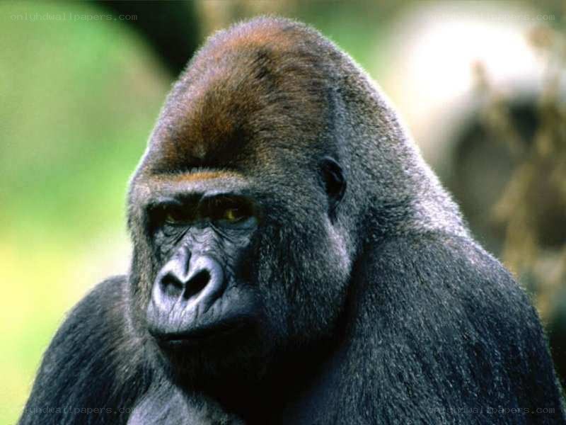 gorilla in the wild