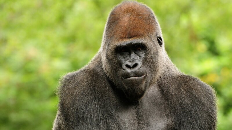 gorilla in the wild