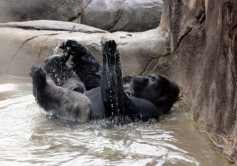 Gorilla in Water