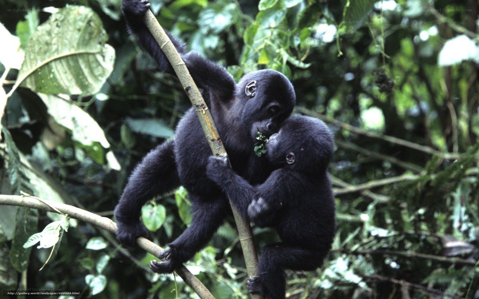 Gorilla infants on a branch