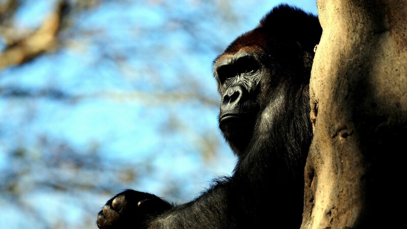 Gorilla Leaning Against Tree