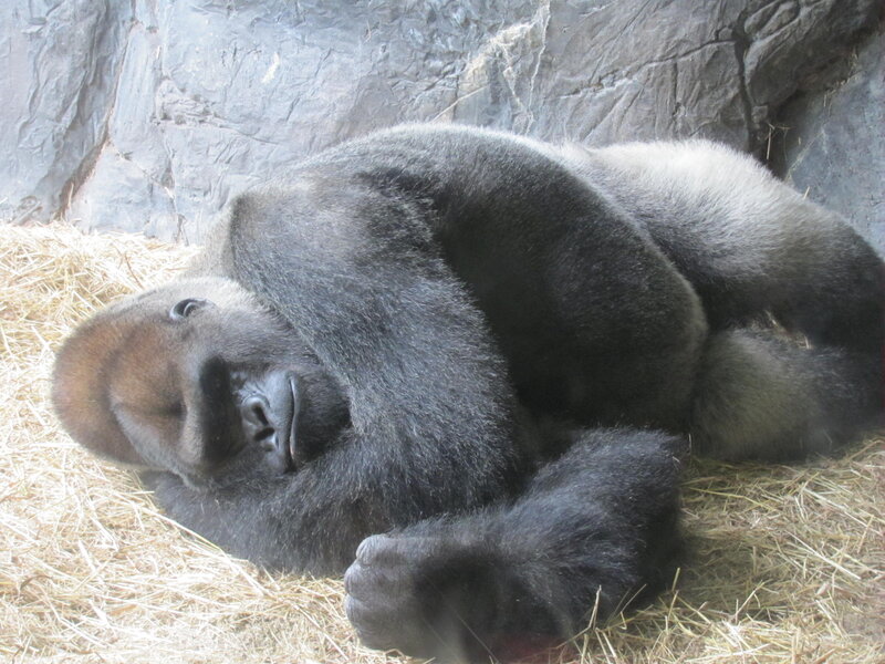 Gorilla Lying Down
