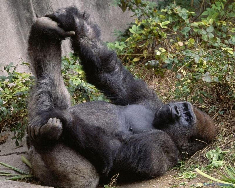 Gorilla Lying on Back