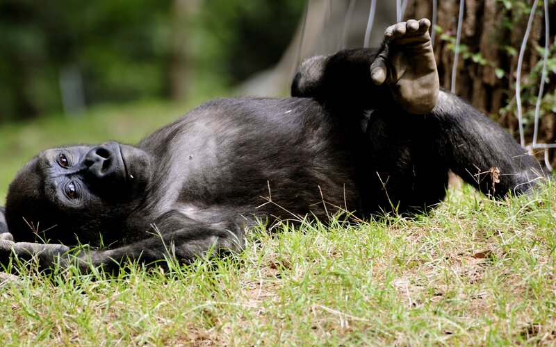 Gorilla Lying on Grass