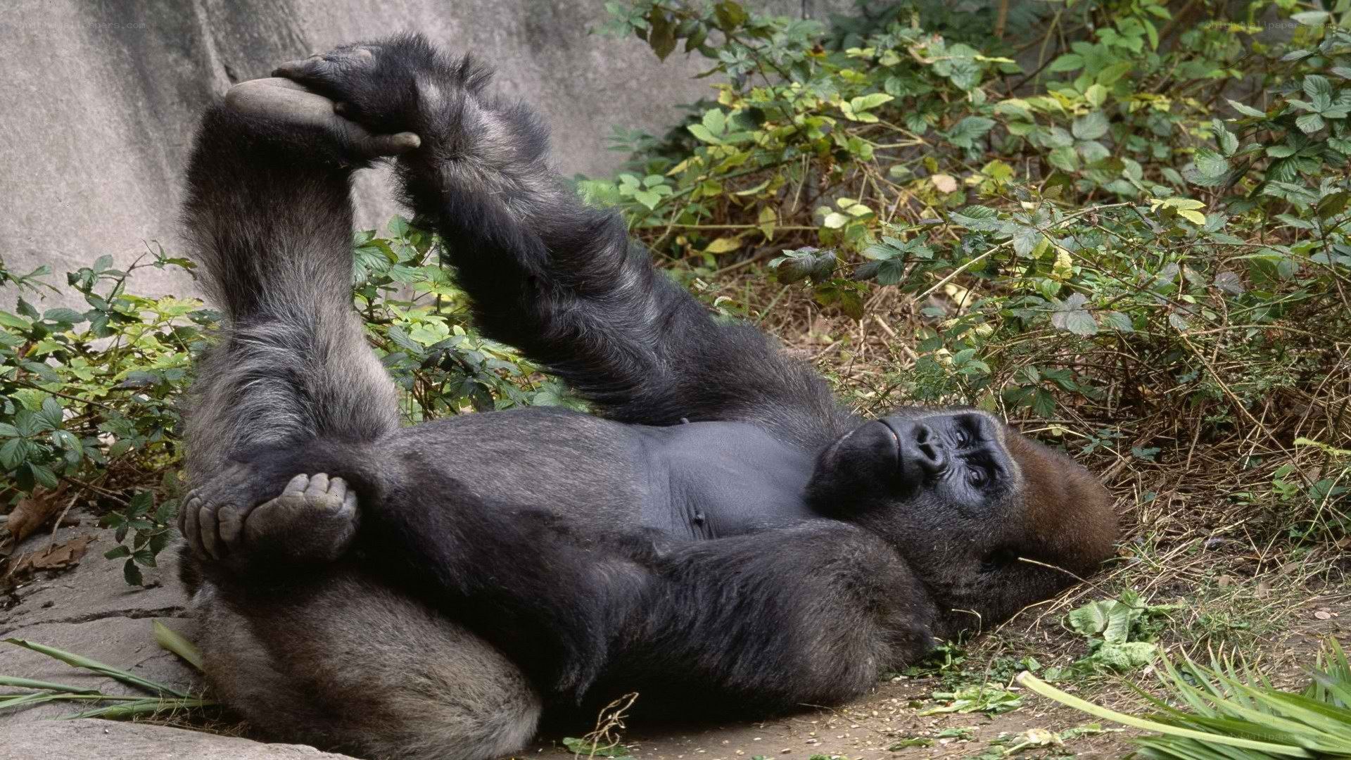 gorilla lying on its back
