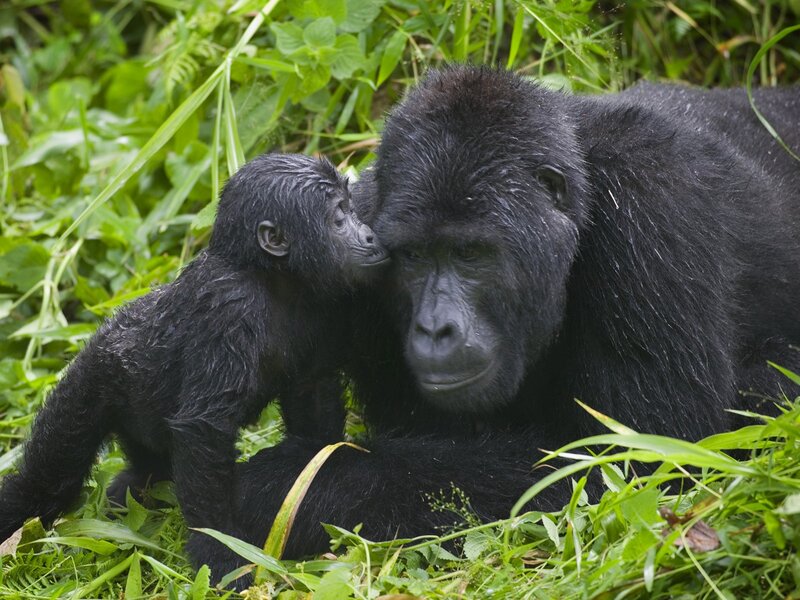 Gorilla mother and baby