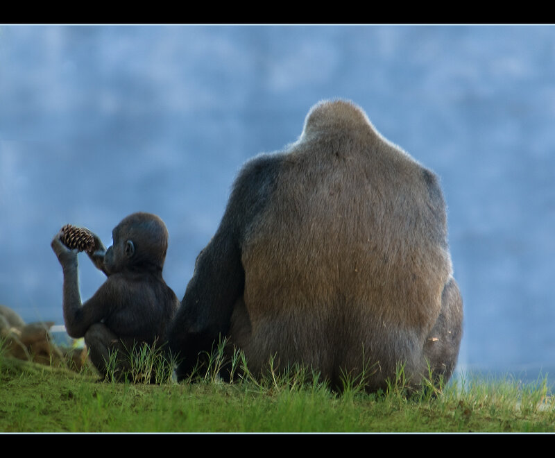 Gorilla mother and baby