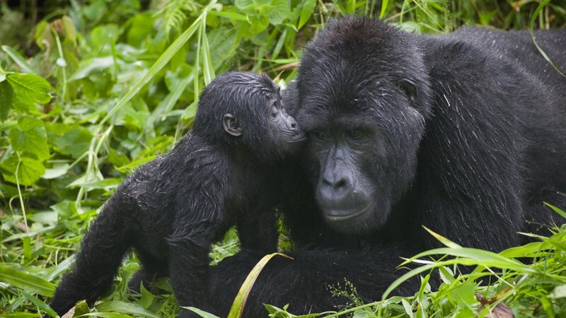Gorilla Mother and Baby — Black