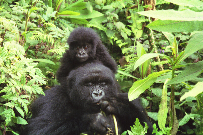 Gorilla mother and baby
