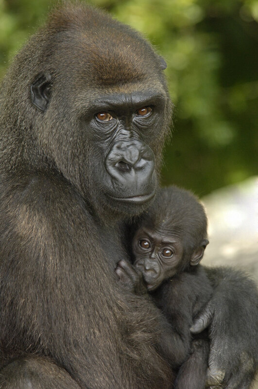 Gorilla mother with baby