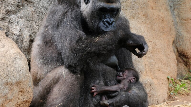 Gorilla Mother with Baby — Gray, Calm