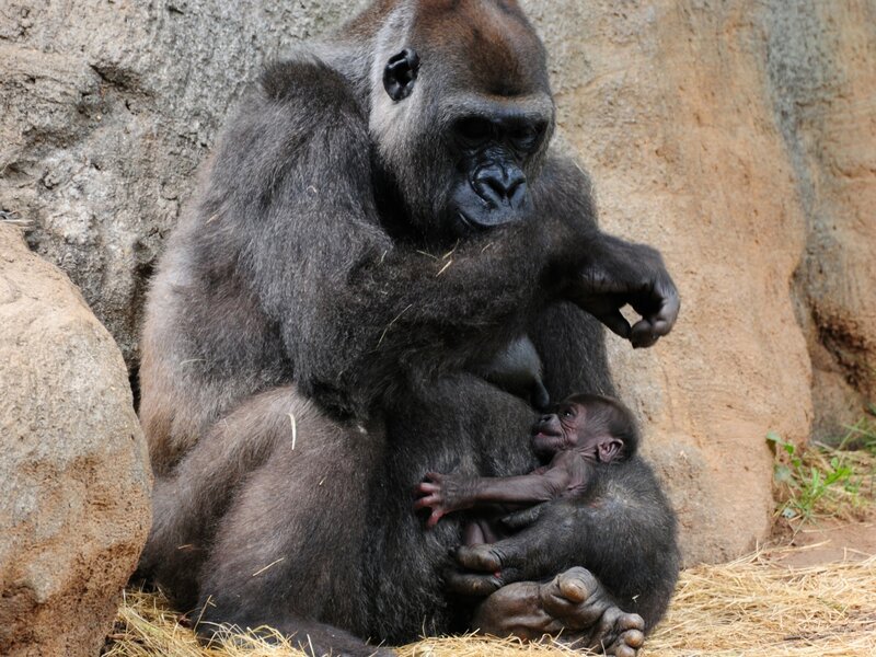 Gorilla Mother with Baby — Gray