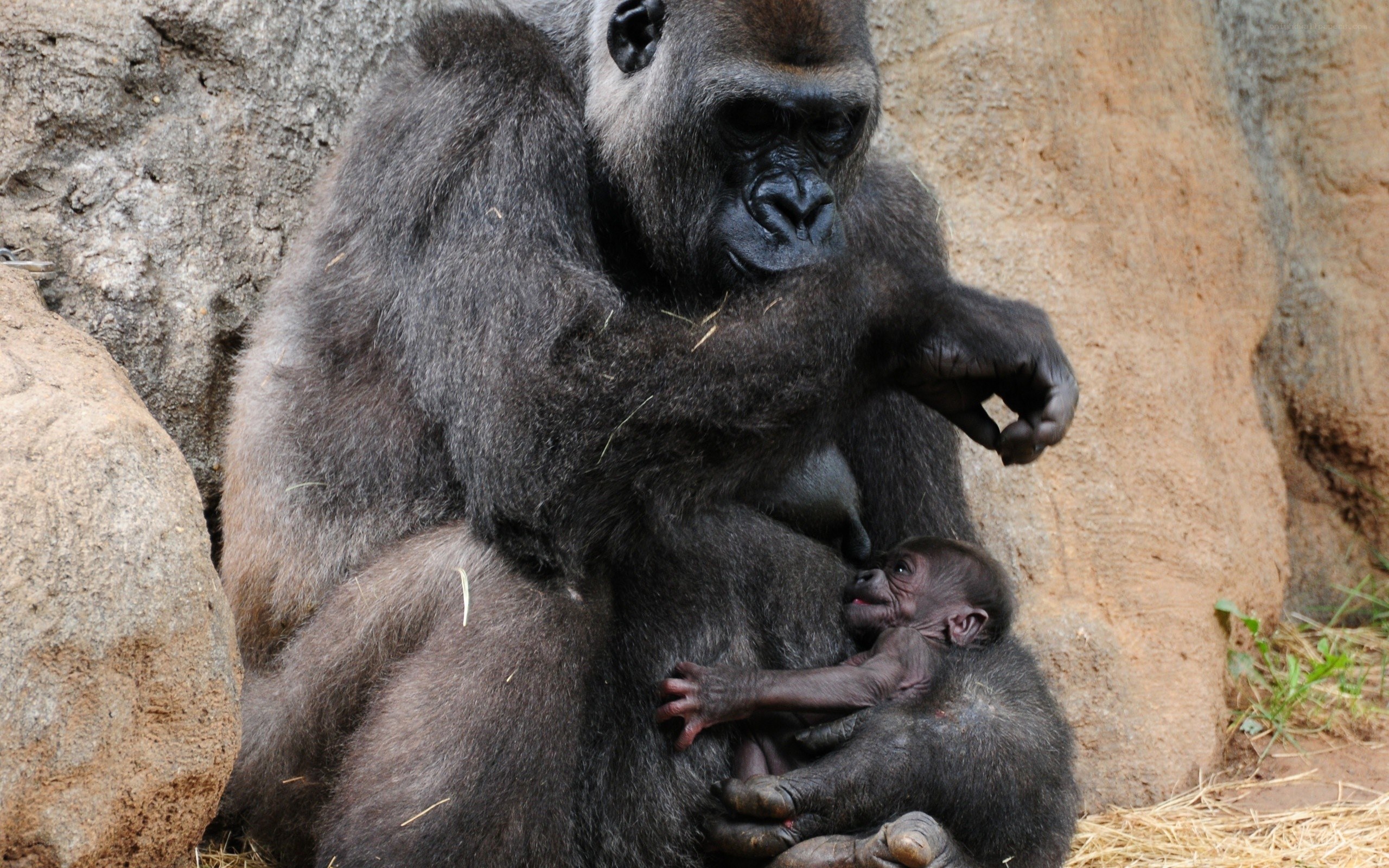 Gorilla mother with baby