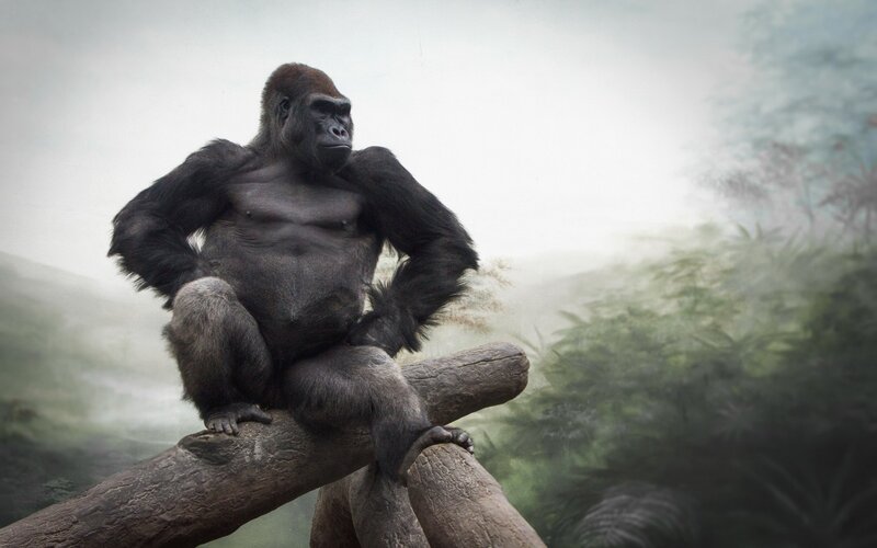 Gorilla on Log — Gray