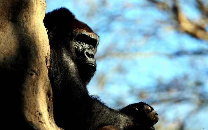 Gorilla on Tree Trunk — Black, Dramatic