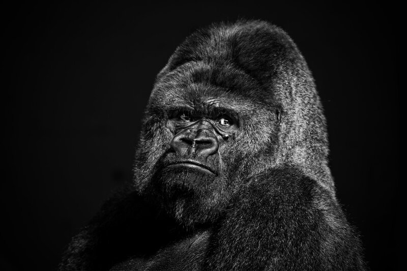 Gorilla Portrait