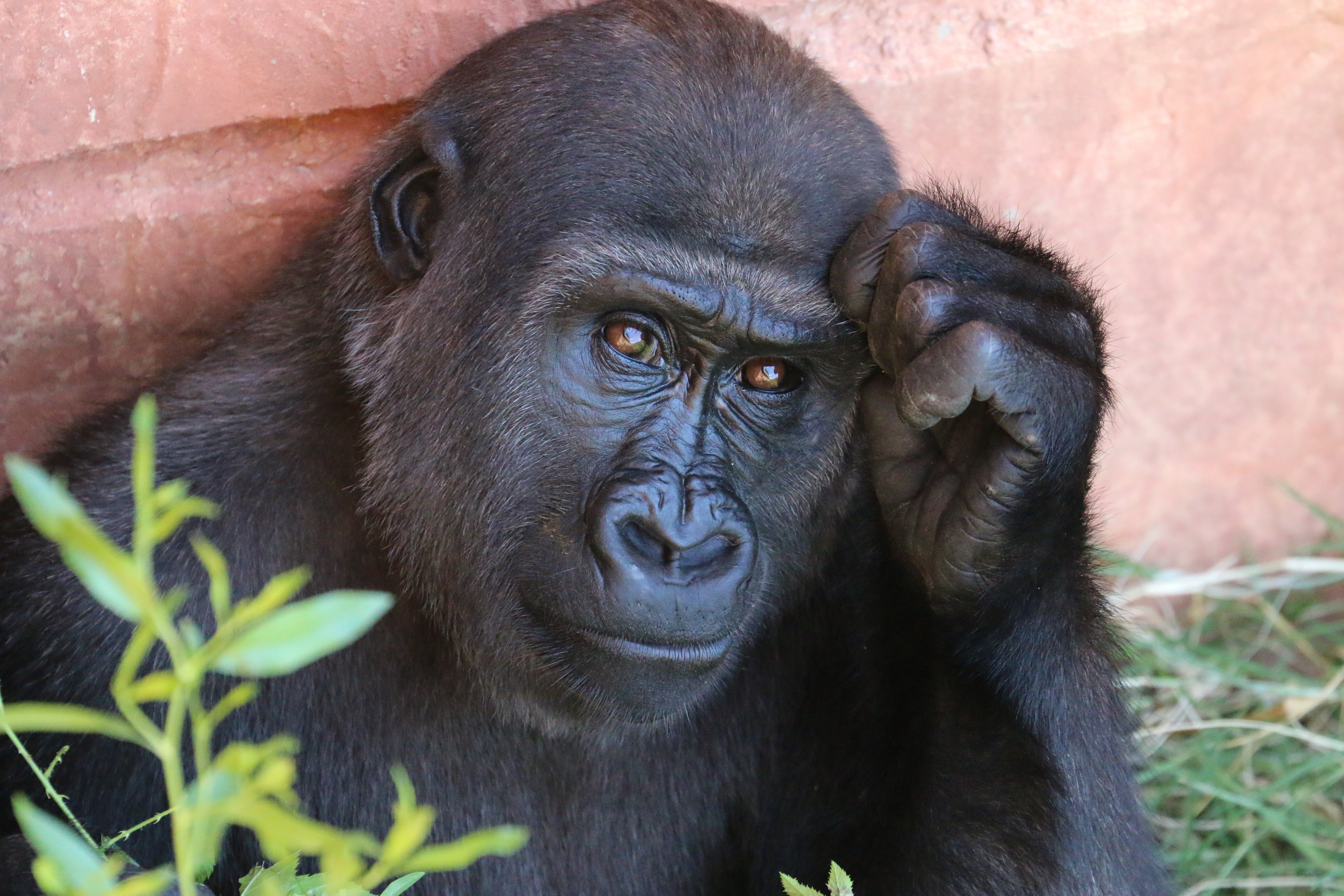gorilla resting against wall