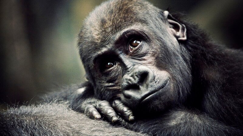 Gorilla Resting — Black