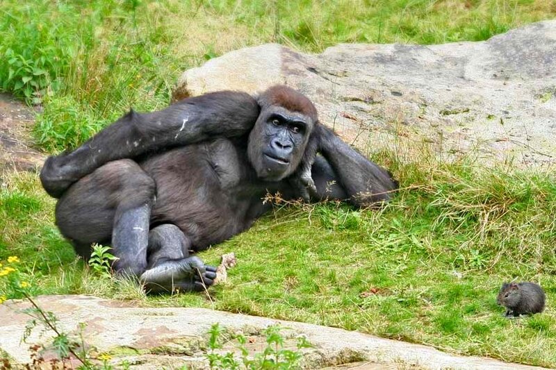 Gorilla resting in grass