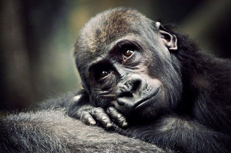 gorilla resting on its arm
