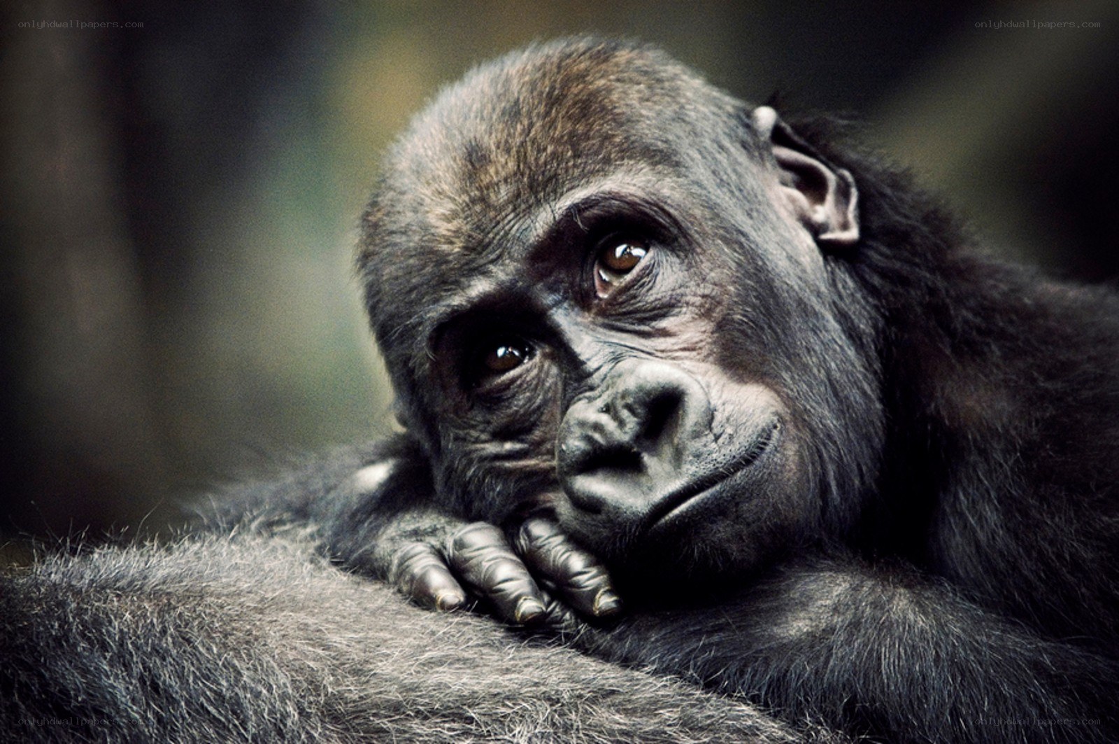gorilla resting on its arm