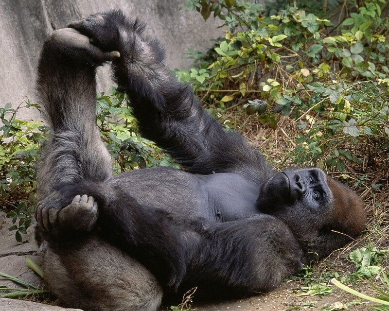 gorilla resting on its back