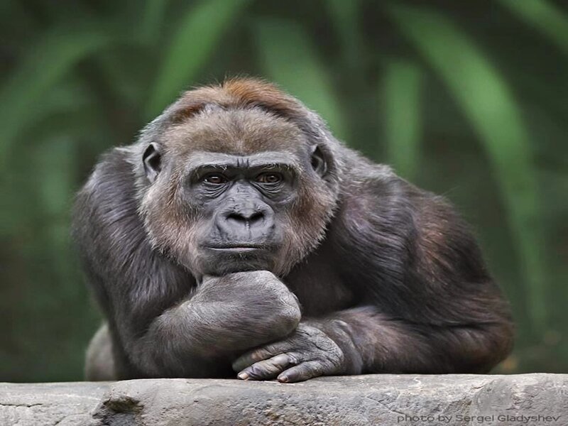 Gorilla Resting