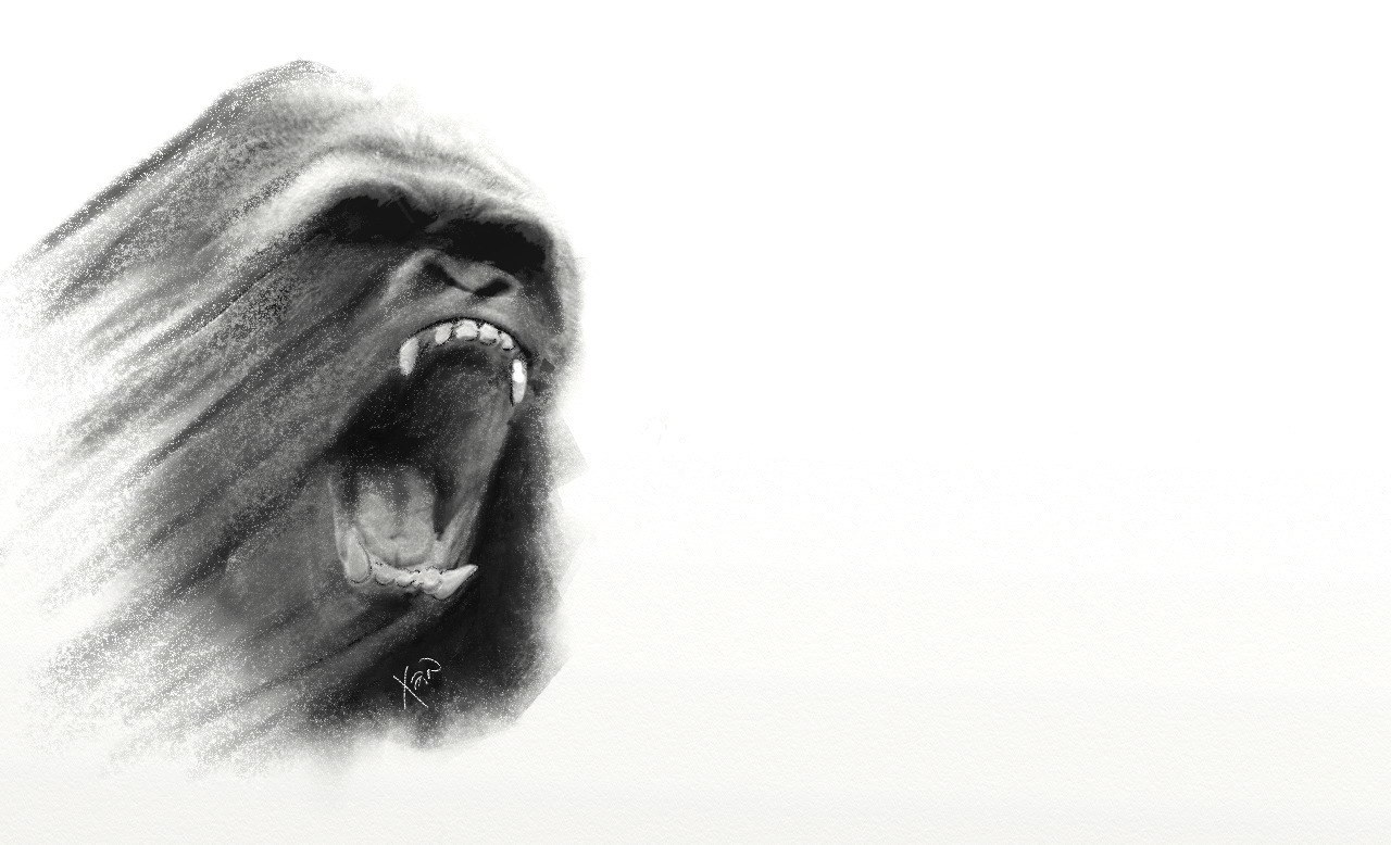 gorilla roaring in monochrome