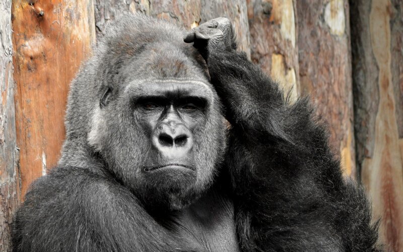 gorilla scratching head